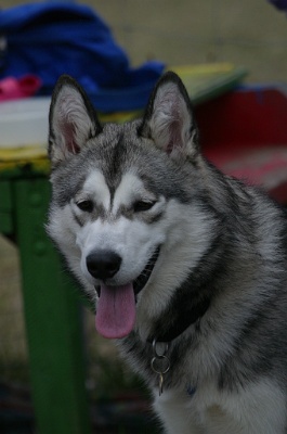 Yukon2